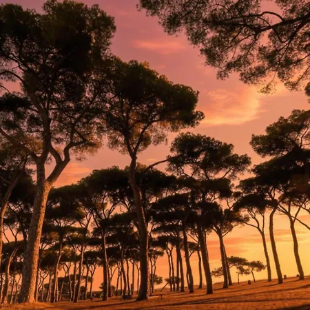 Pinewood