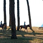 Pinewood