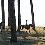 Pinewood Rom